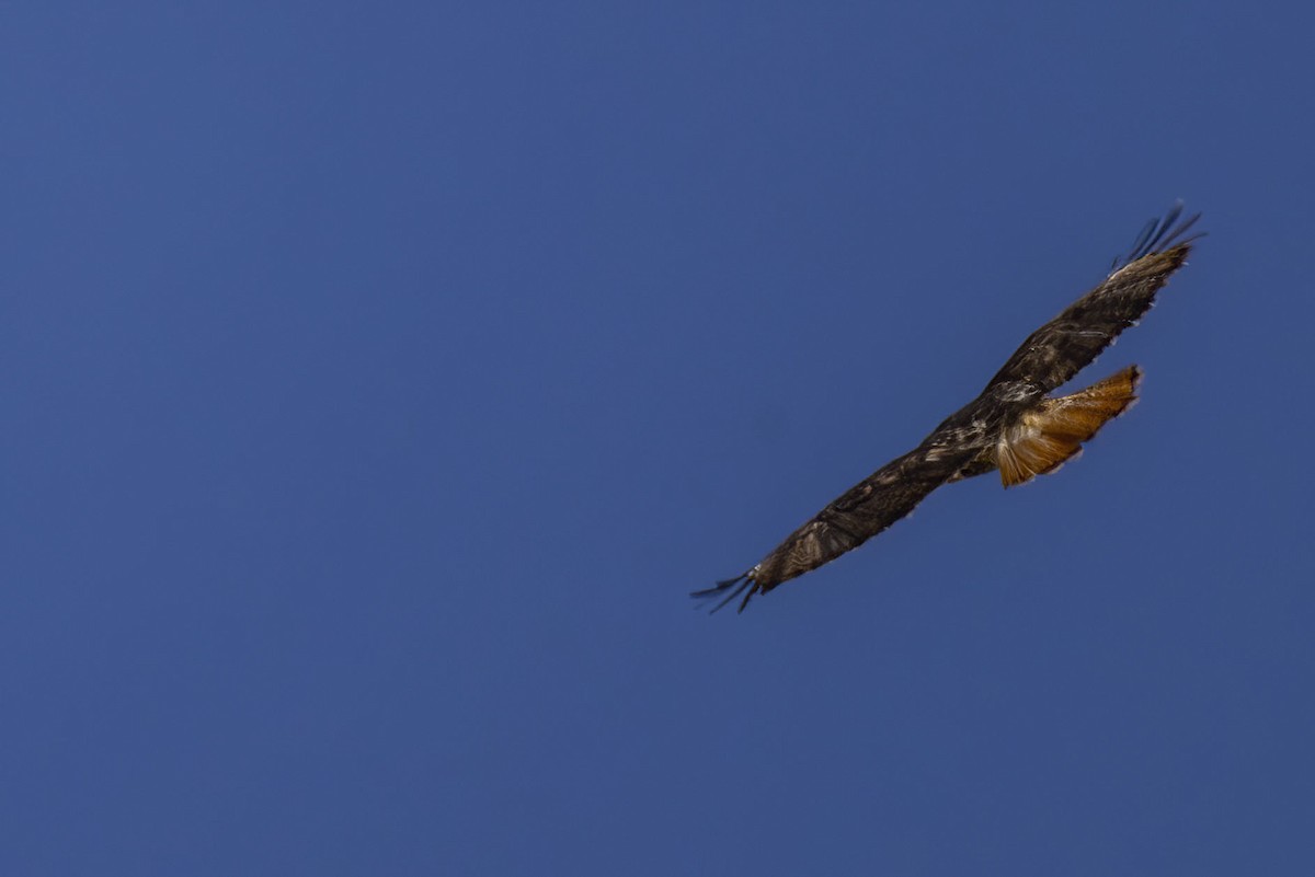 Red-tailed Hawk (abieticola) - ML436765451