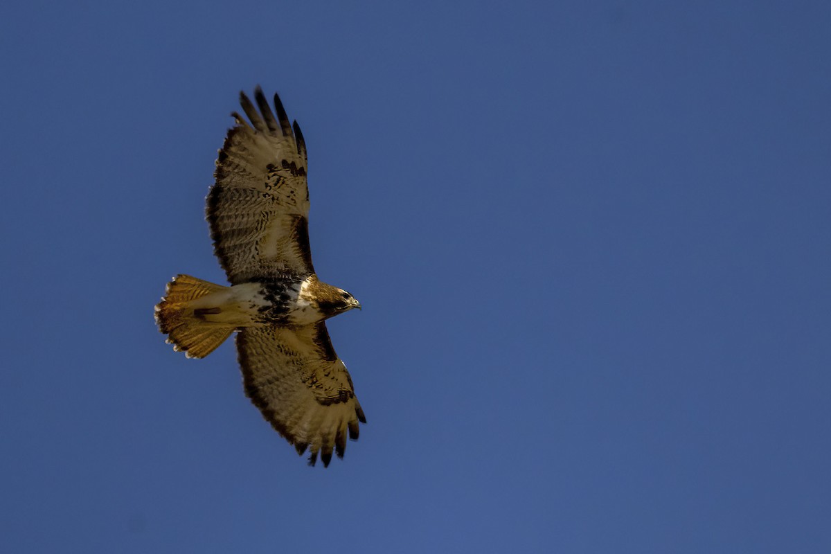 Red-tailed Hawk (abieticola) - ML436765461