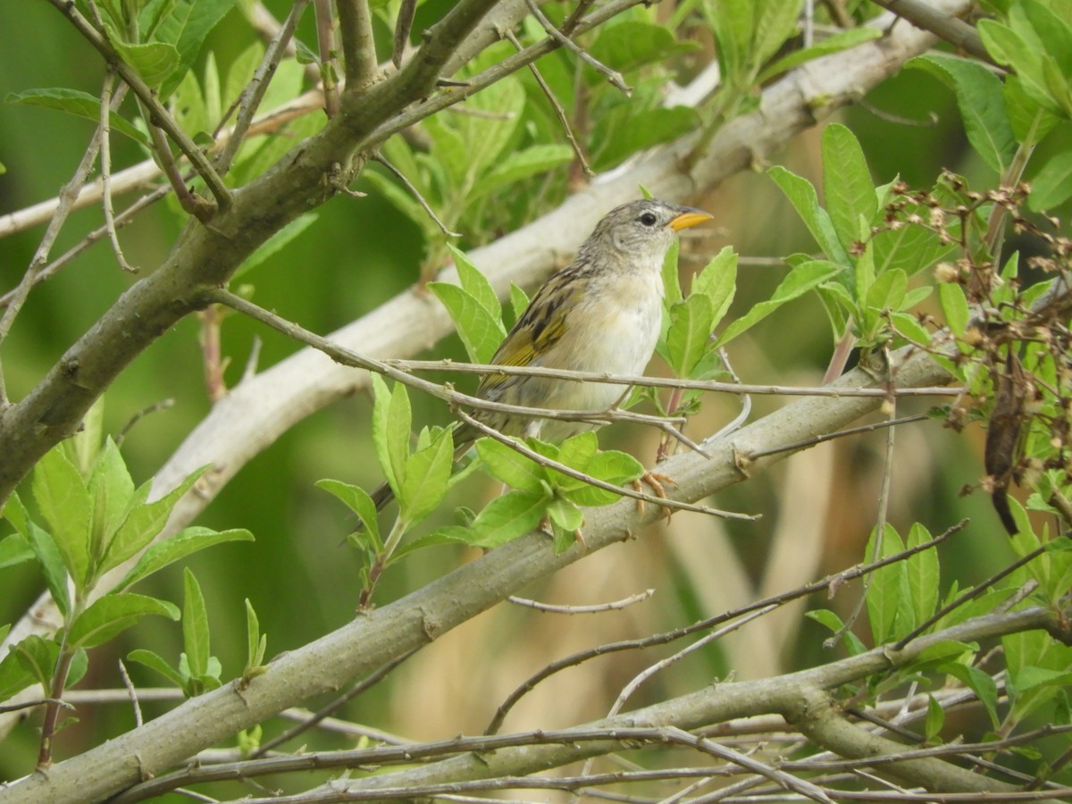 Wedge-tailed Grass-Finch - ML436765661