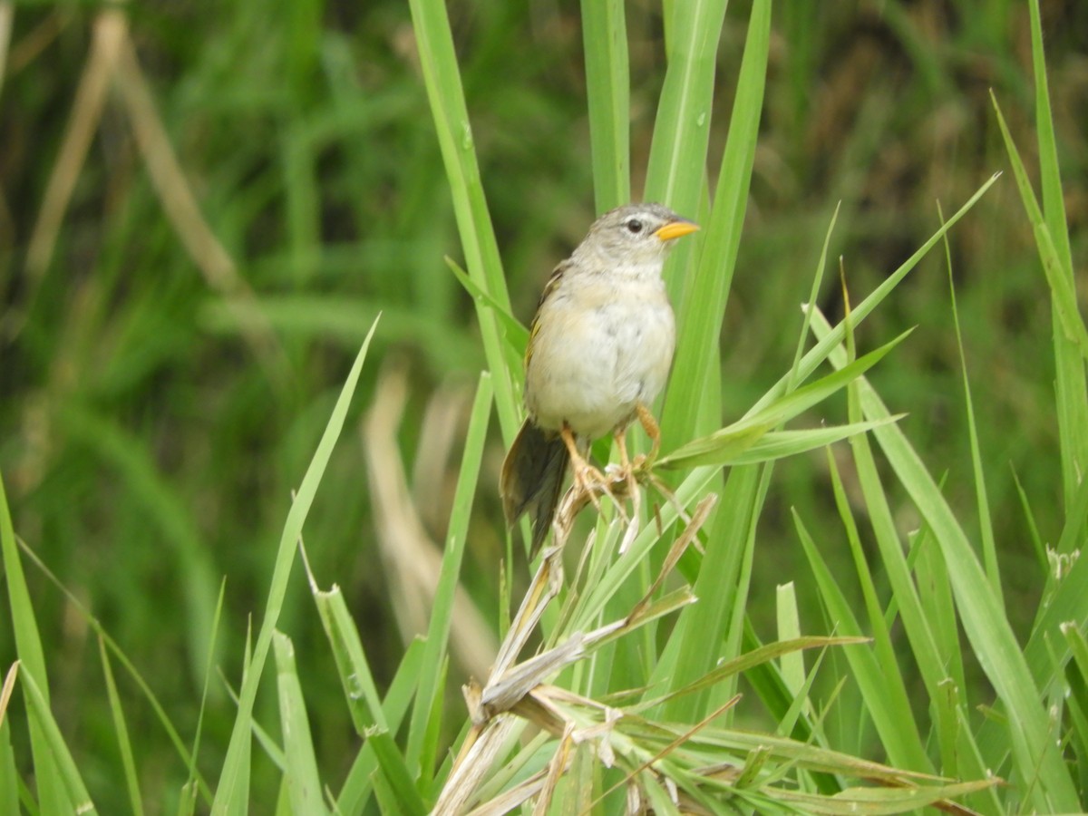 Wedge-tailed Grass-Finch - ML436765671