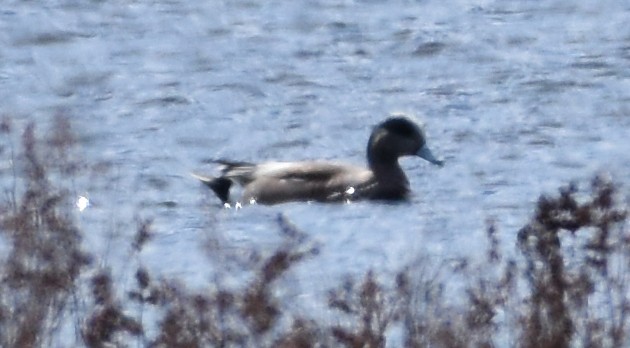 American Wigeon - ML436765911