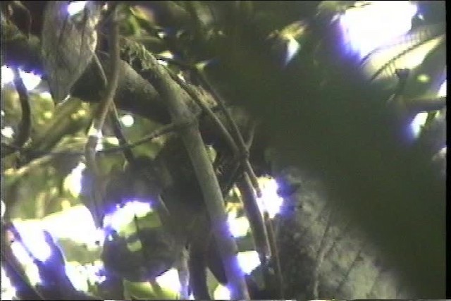 Scaly-throated Foliage-gleaner (Spot-breasted) - ML436766