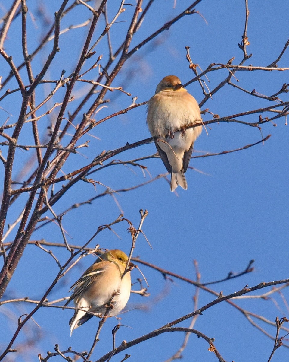 American Goldfinch - Barb and Lynn