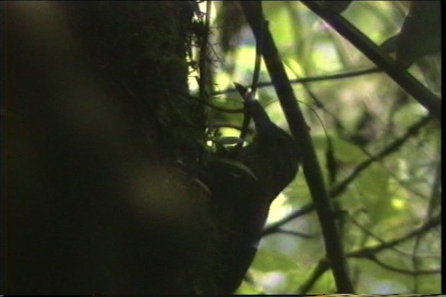 Strong-billed Woodcreeper (Andean/Northern) - ML436767