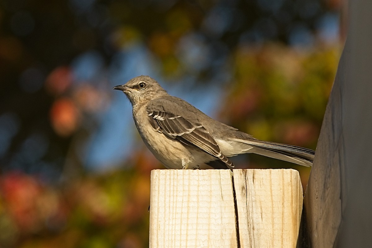 Northern Mockingbird - ML436769191