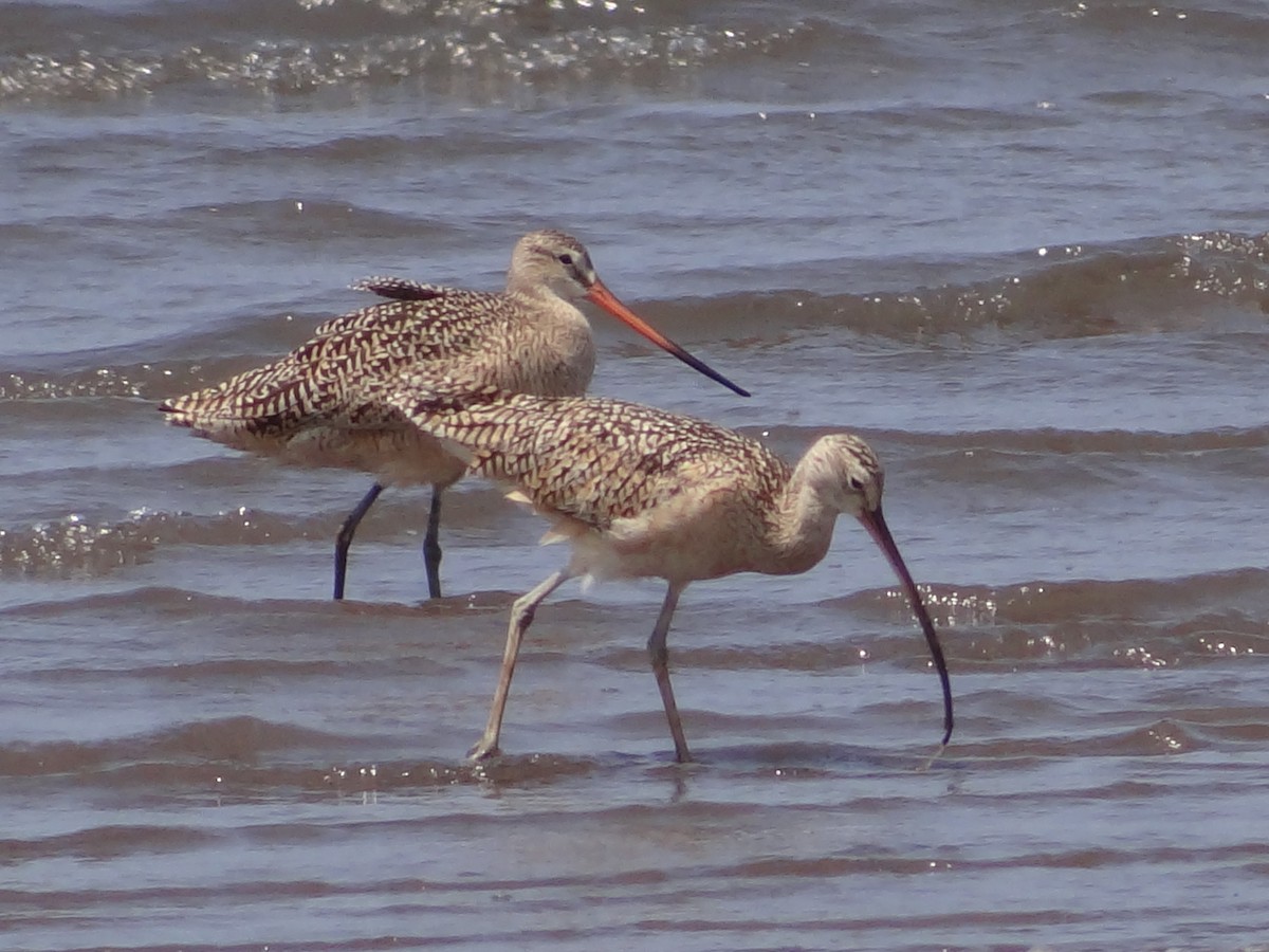 Long-billed Curlew - ML436769691