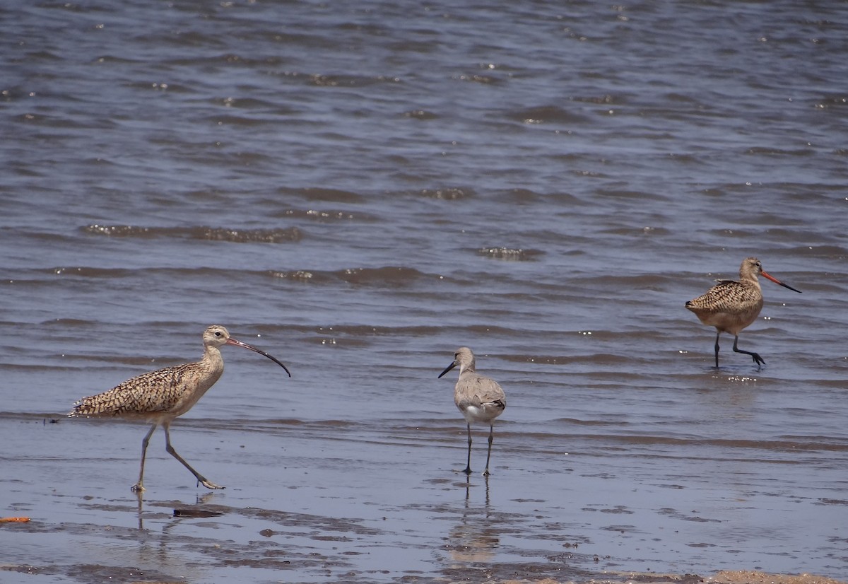 Long-billed Curlew - ML436769701