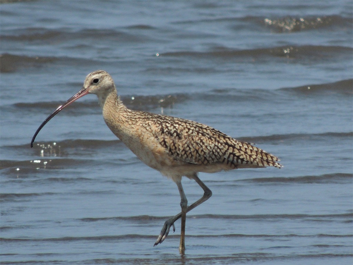 Long-billed Curlew - ML436769721