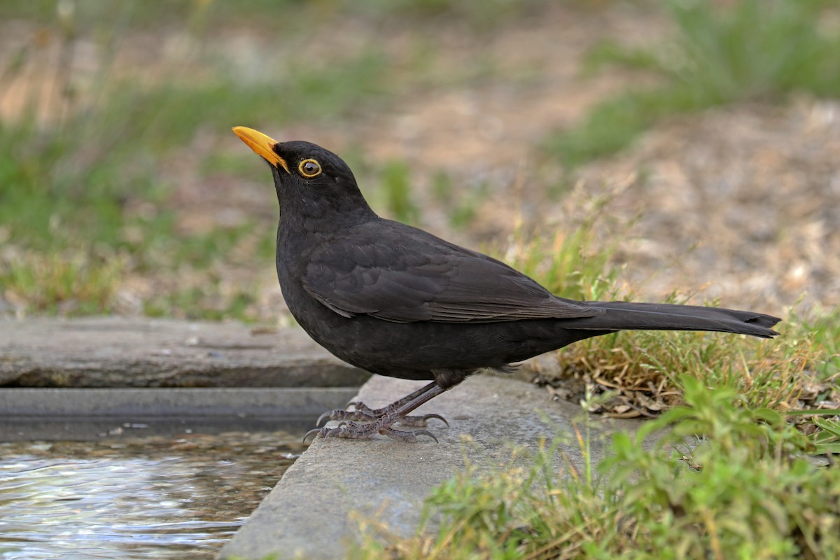 Eurasian Blackbird - ML436772401