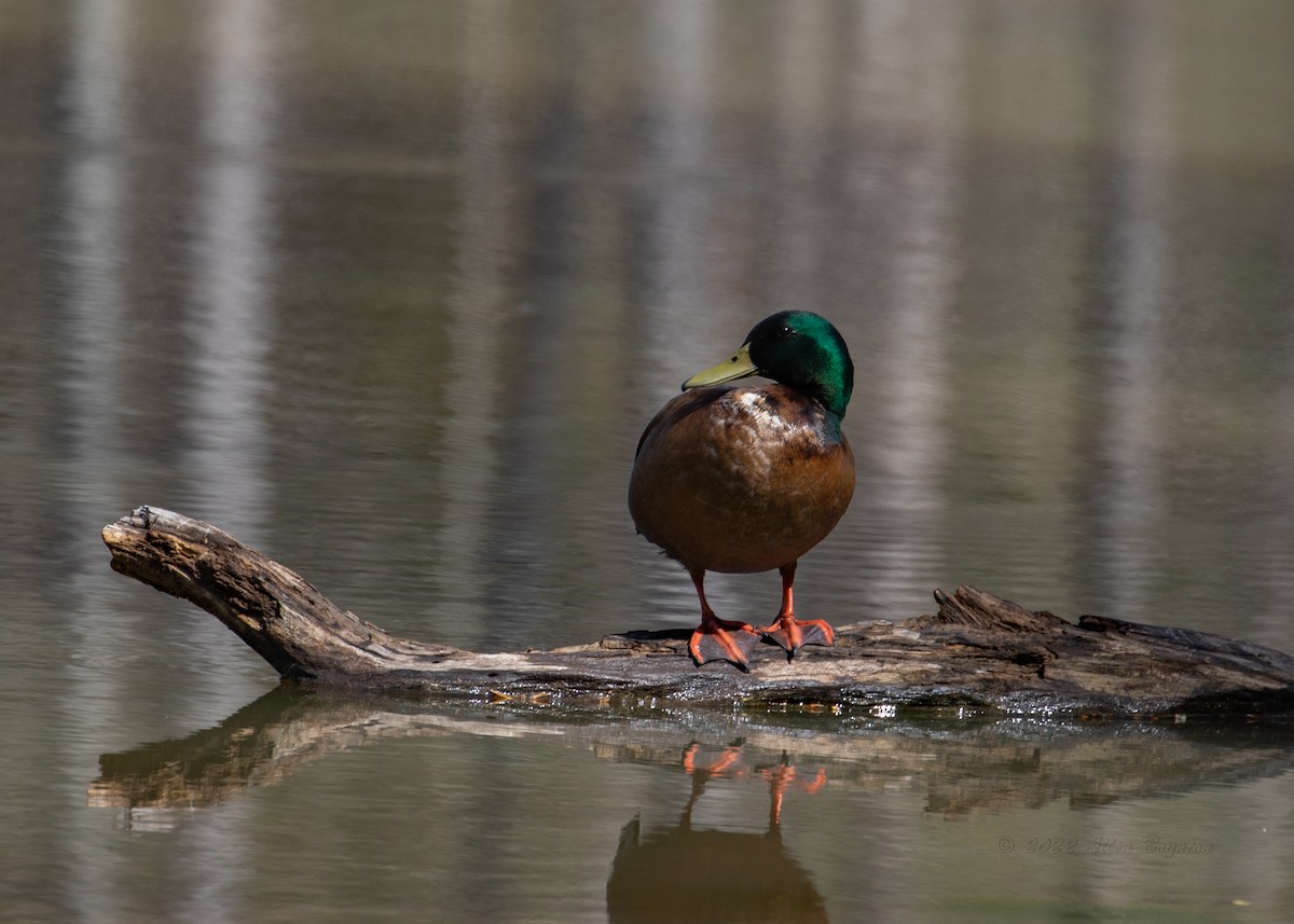 Mallard (Domestic type) - ML436772421