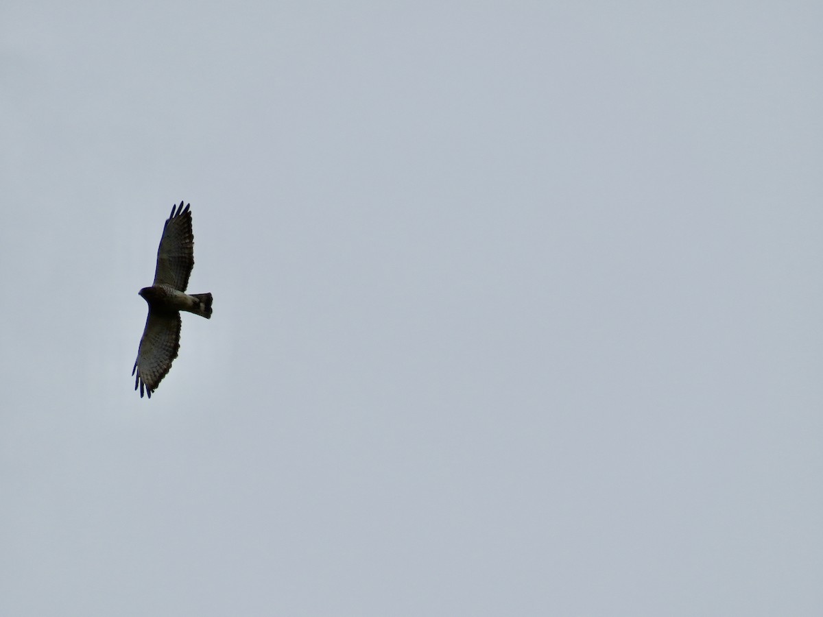 Broad-winged Hawk - ML436772931