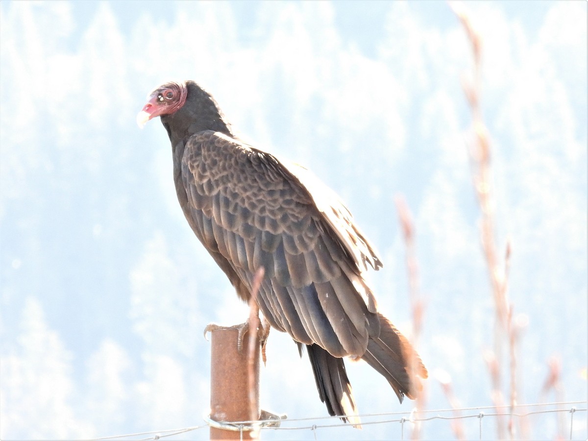 Turkey Vulture - ML436773141