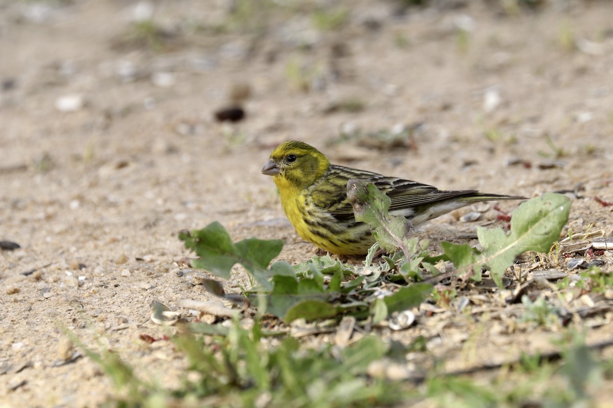 European Serin - Francisco Barroqueiro