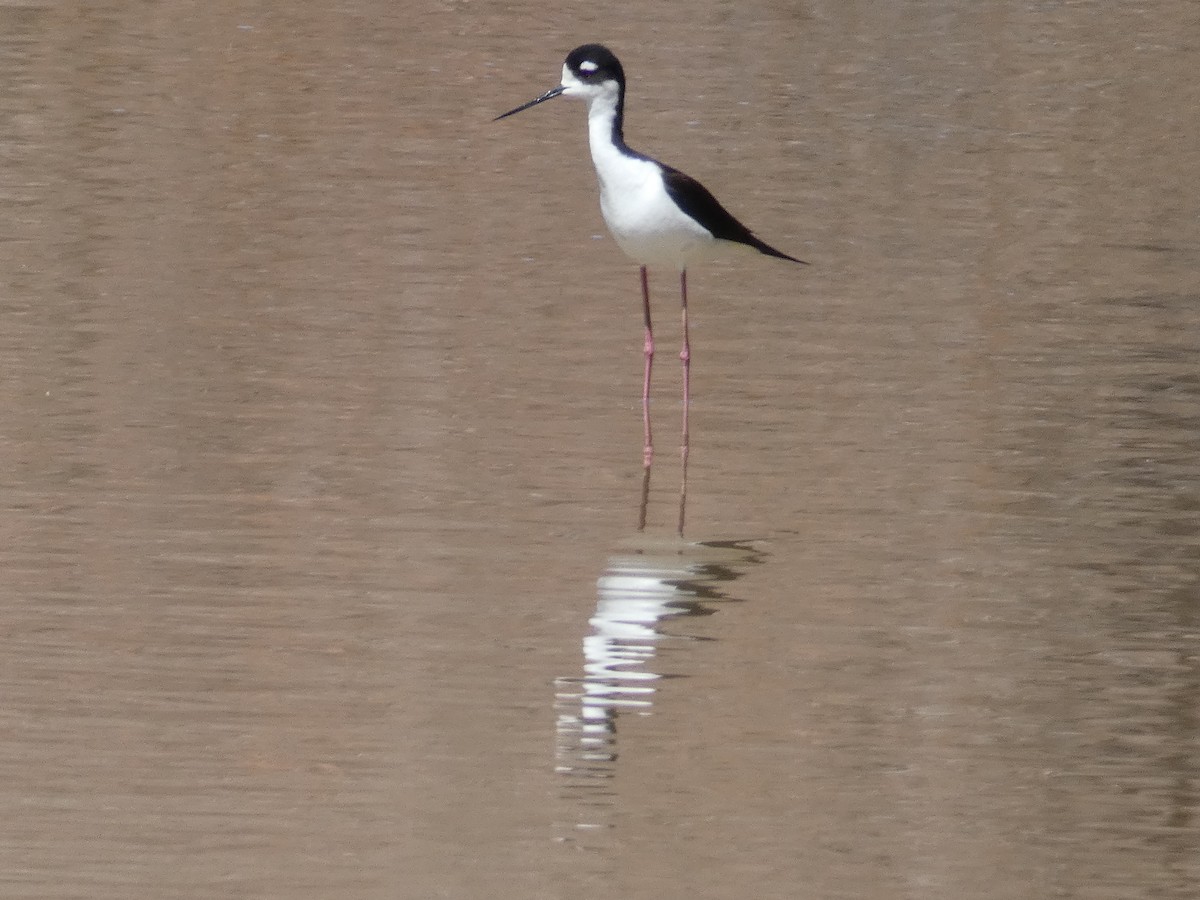 Black-necked Stilt - ML436773891