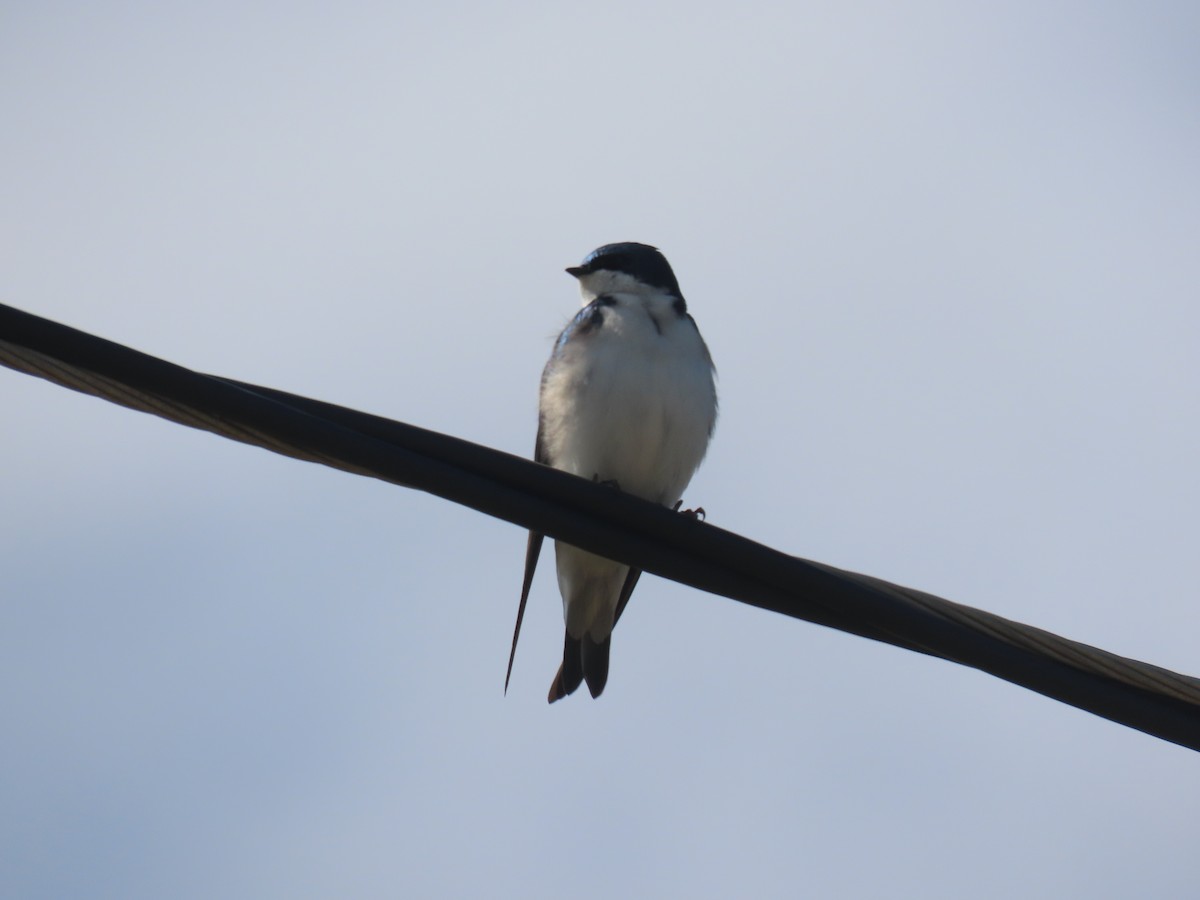 Tree Swallow - ML436775101