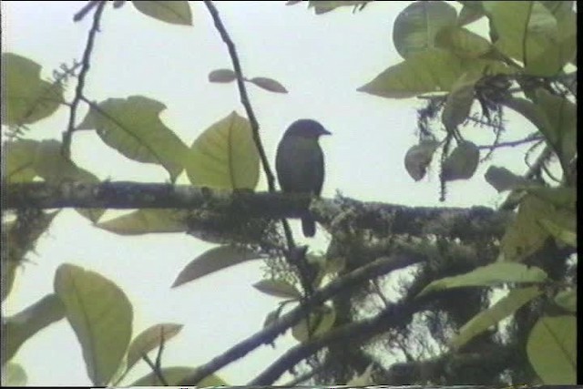 Dusky Chlorospingus - ML436776