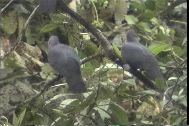 Plumbeous Pigeon - ML436777