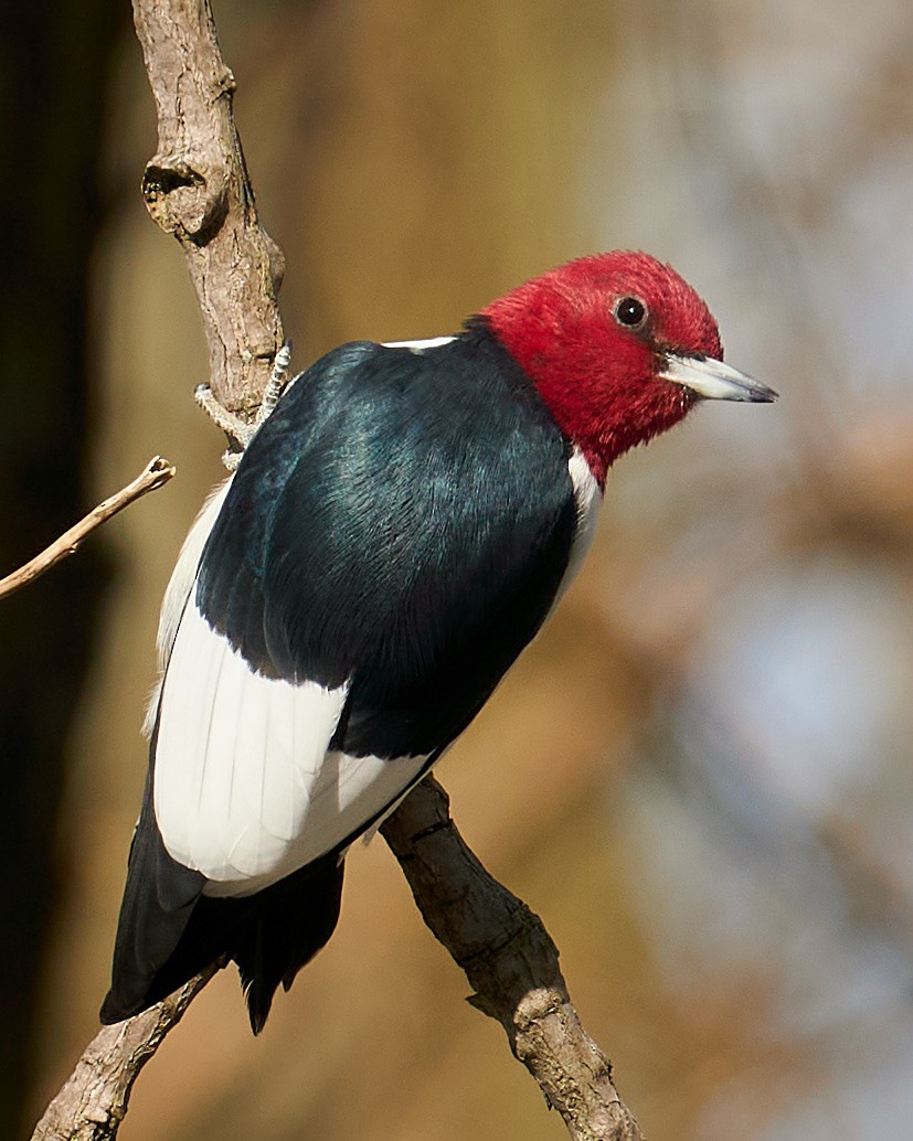 Red-headed Woodpecker - Alex Eisengart