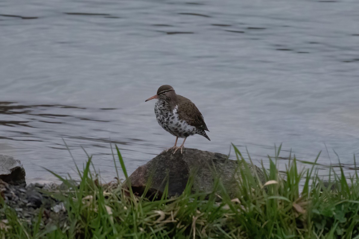 Spotted Sandpiper - ML436778281