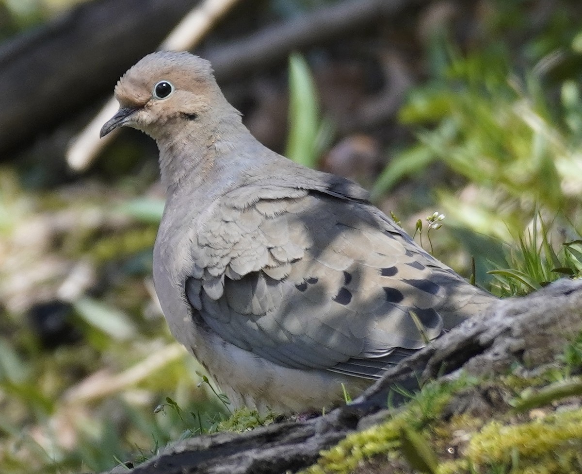 Mourning Dove - ML436778471