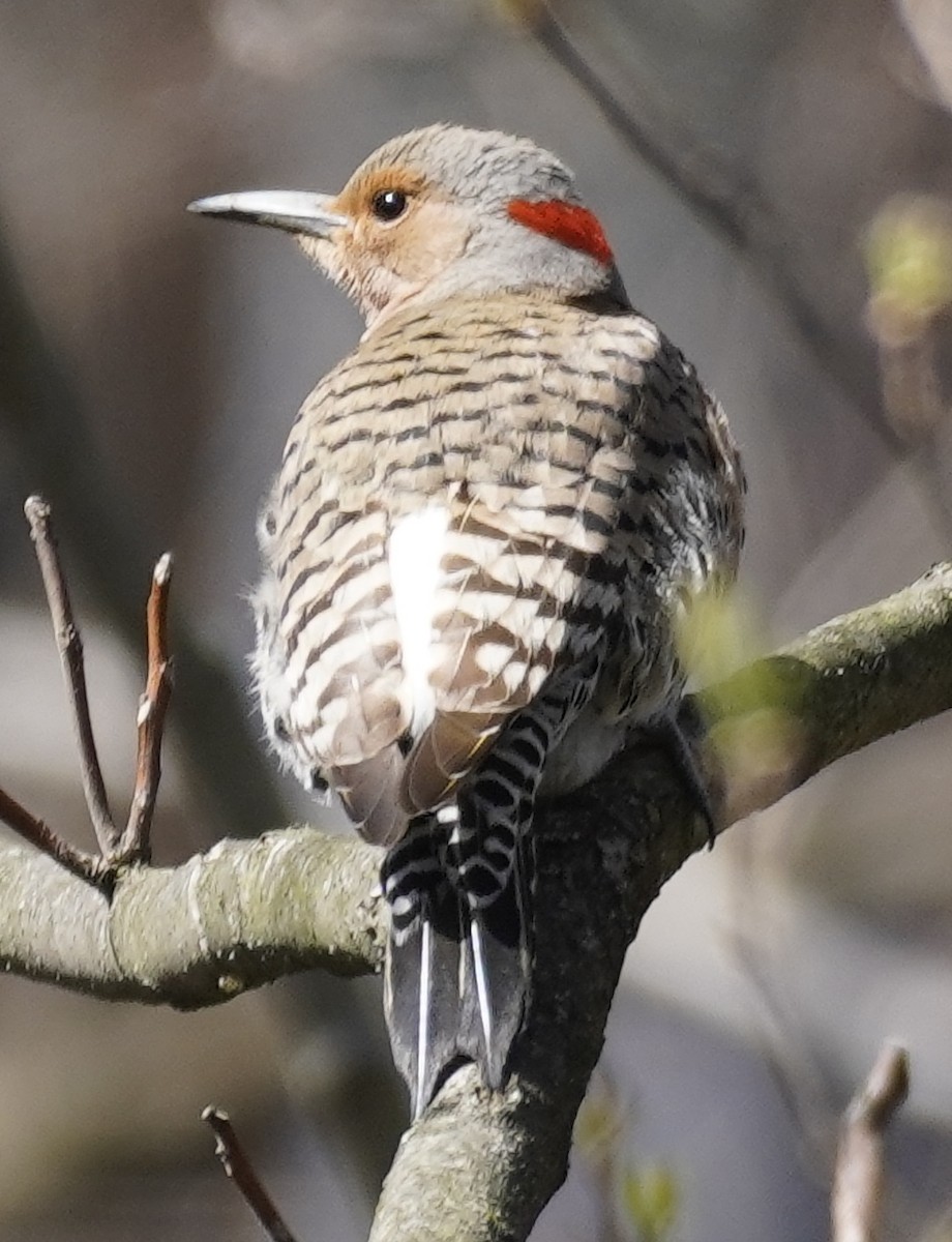 Northern Flicker - ML436778541
