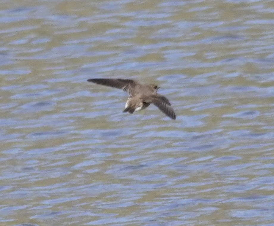 Northern Rough-winged Swallow - ML436778621