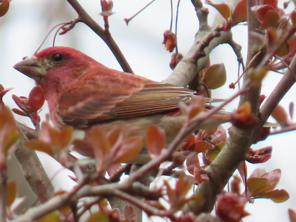 Purple Finch - ML436780381