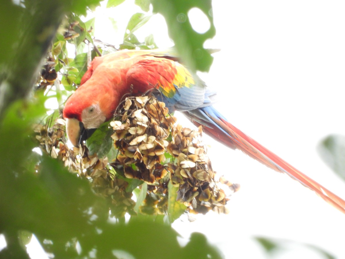 Scarlet Macaw - Pam Spring