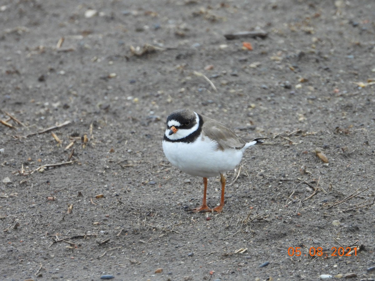 Semipalmated Plover - ML436784771