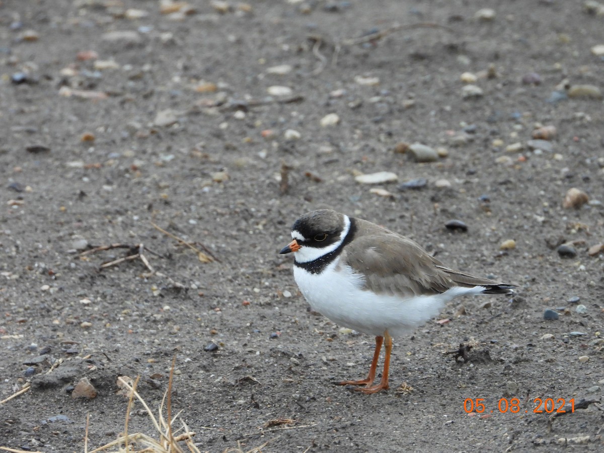 Semipalmated Plover - ML436784781