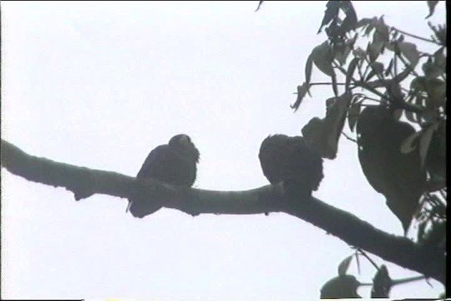 Red-billed Parrot - ML436785