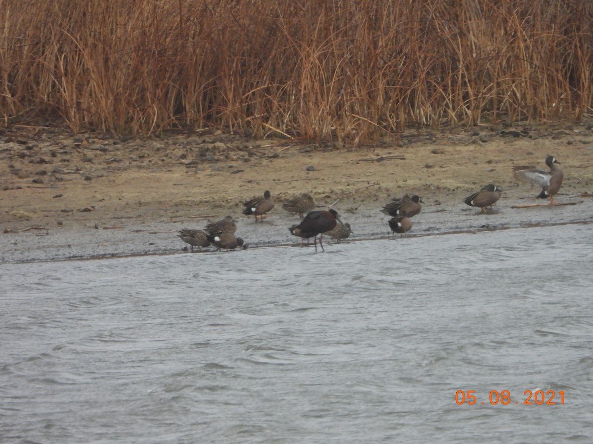 White-faced Ibis - ML436785731