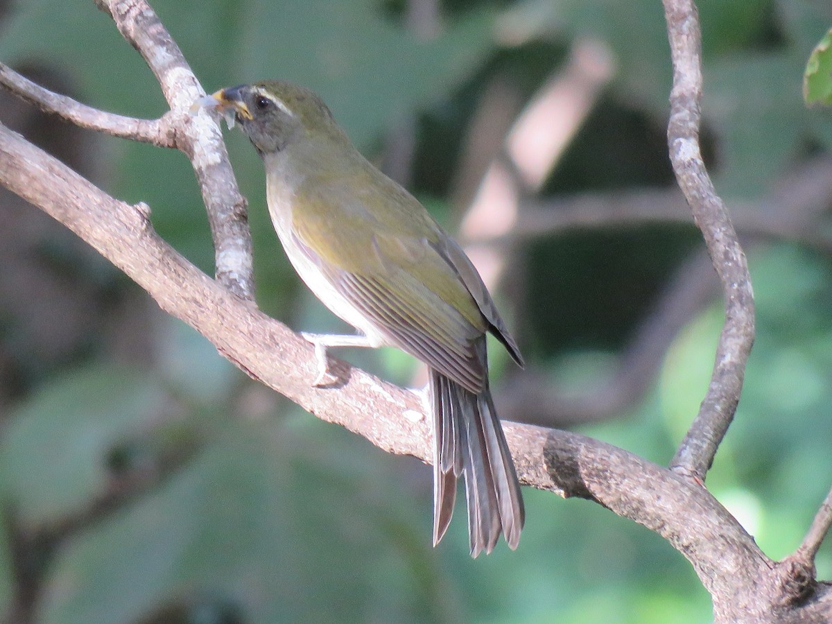 Lesser Antillean Saltator - Thomas Brooks