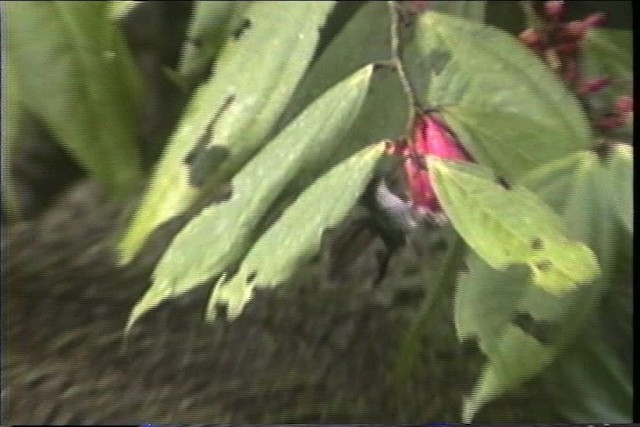 Blauschwanz-Smaragdkolibri - ML436789