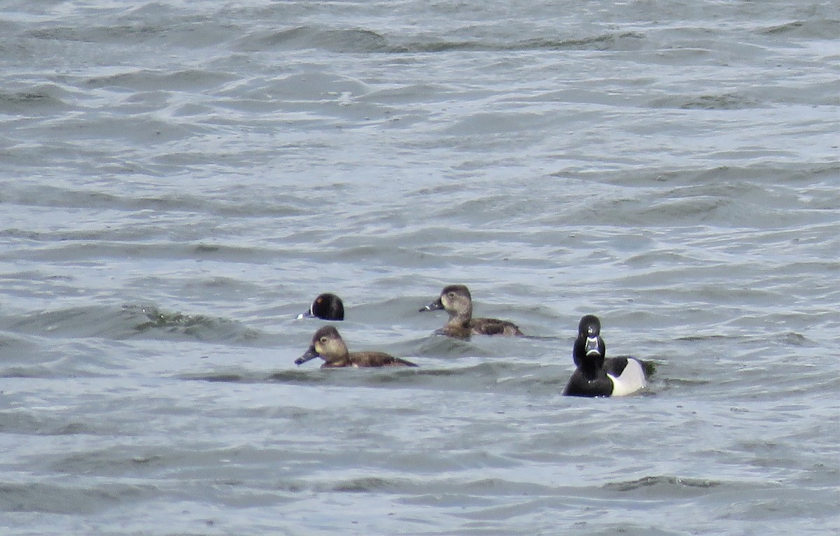 Ring-necked Duck - Janet McCullough