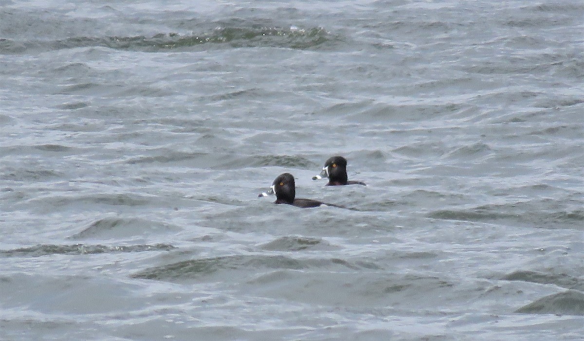 Ring-necked Duck - Janet McCullough