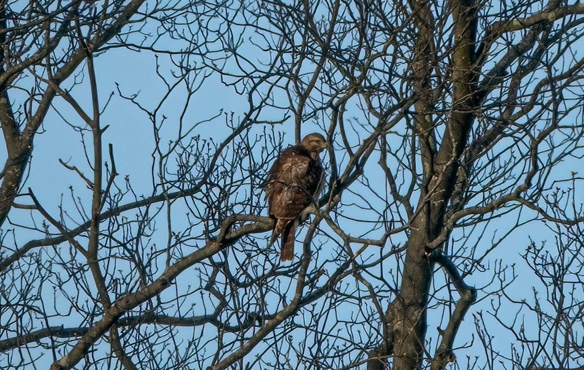 Broad-winged Hawk - Cara Young