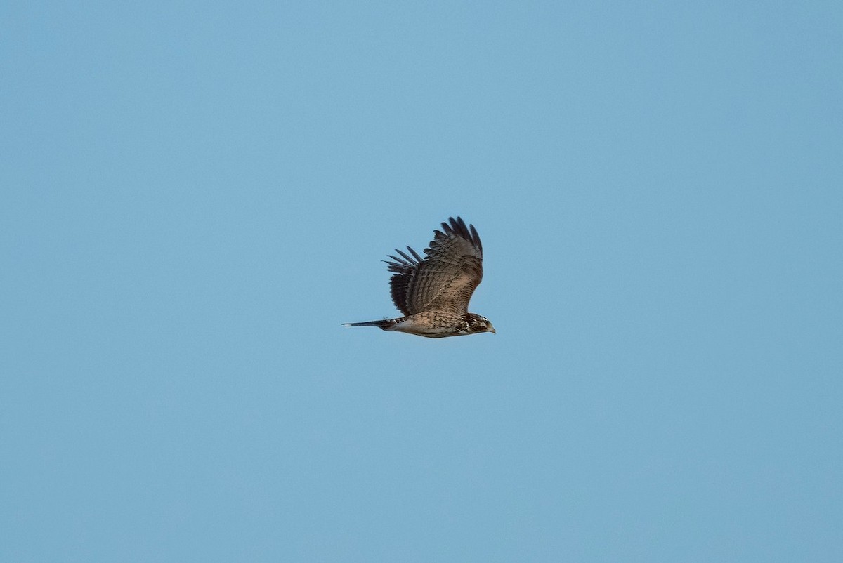 Broad-winged Hawk - Cara Young