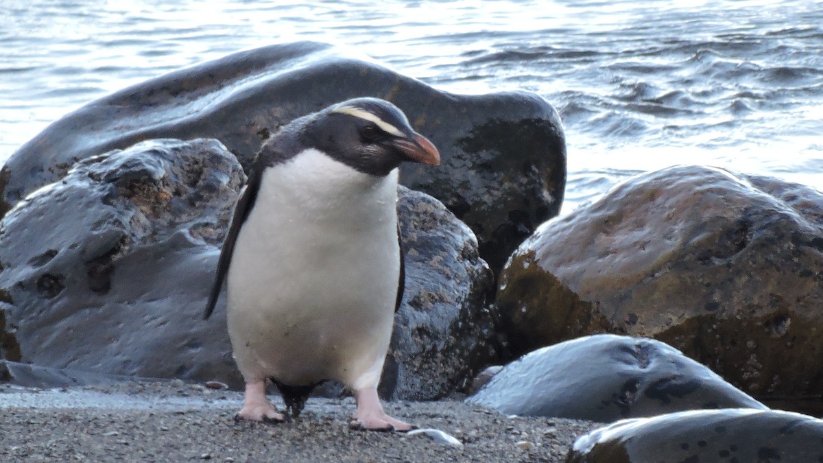 Fiordland Penguin - ML436791711