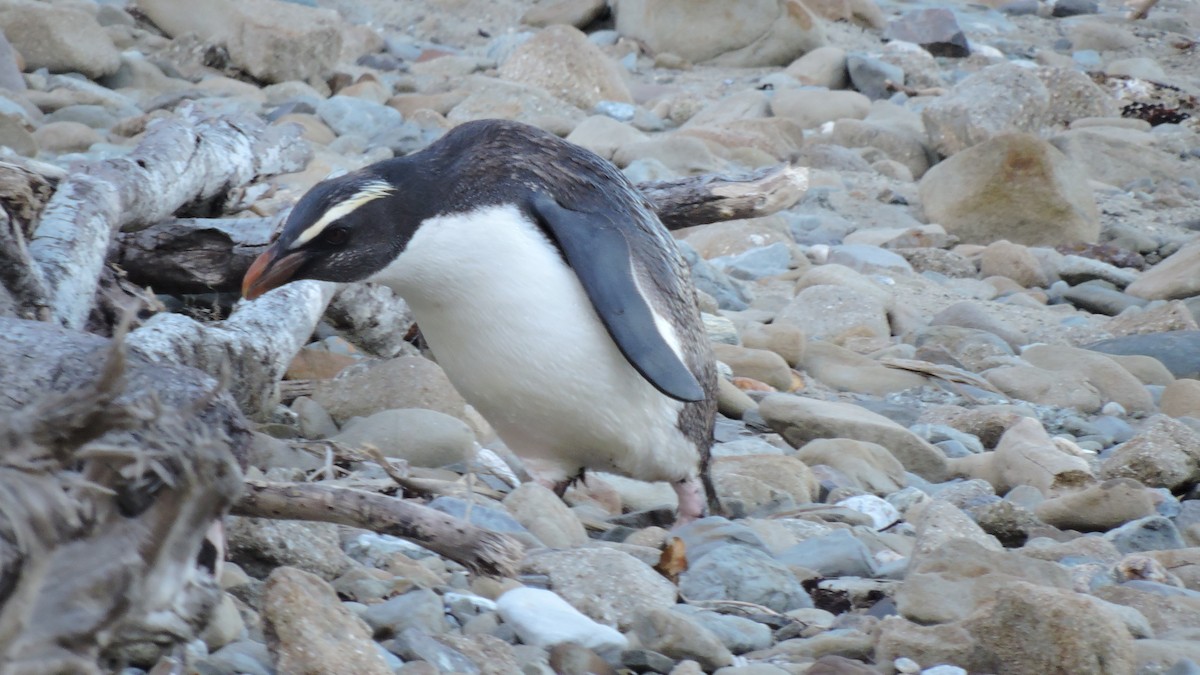 Fiordland Penguin - ML436791741
