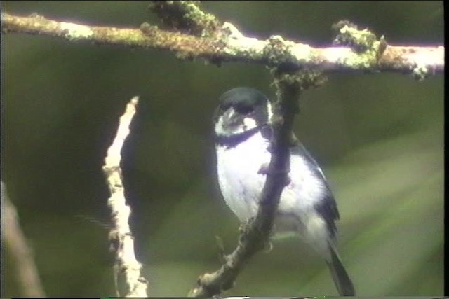 Wing-barred Seedeater - ML436792