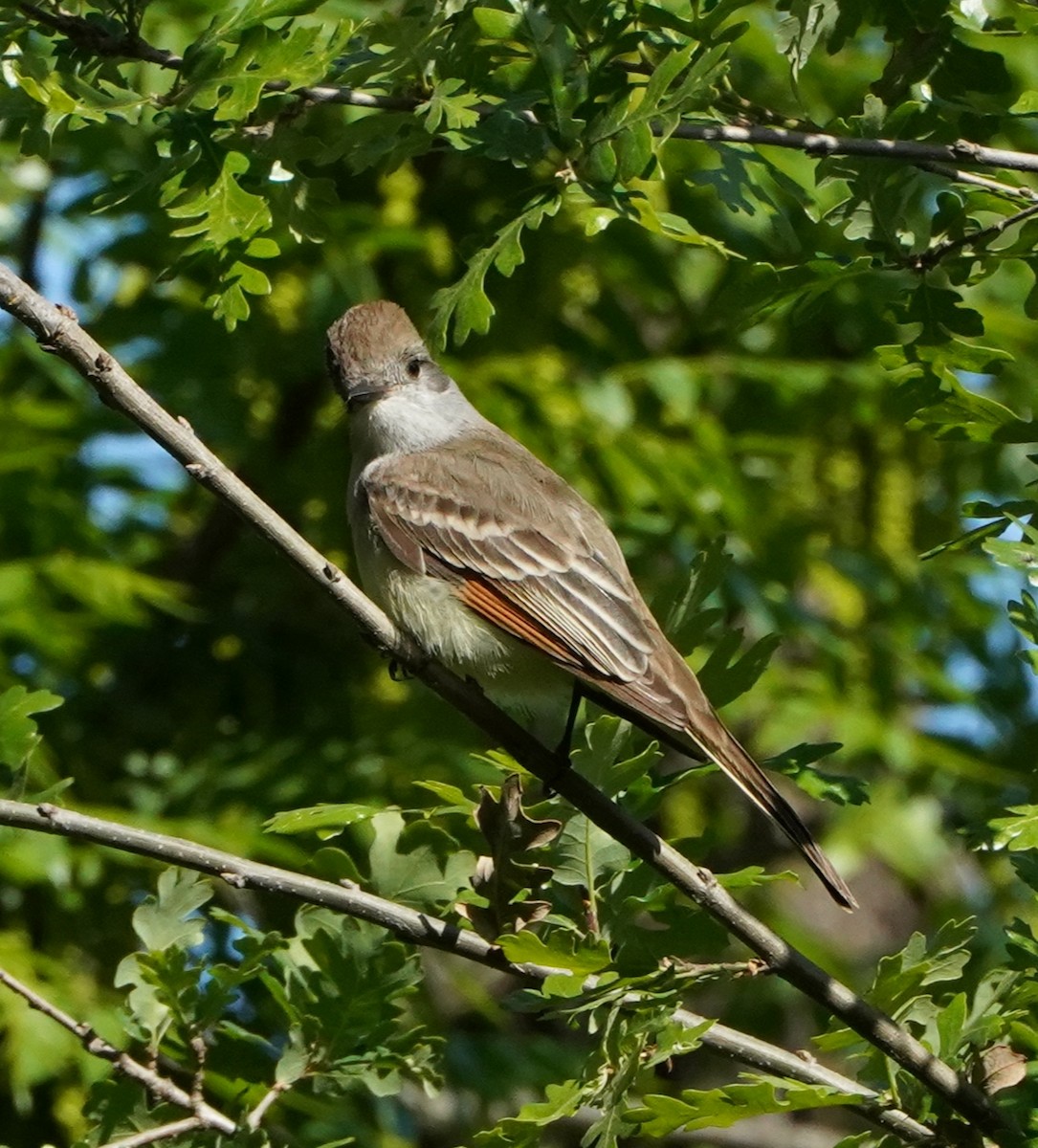 Ash-throated Flycatcher - Frank Severson