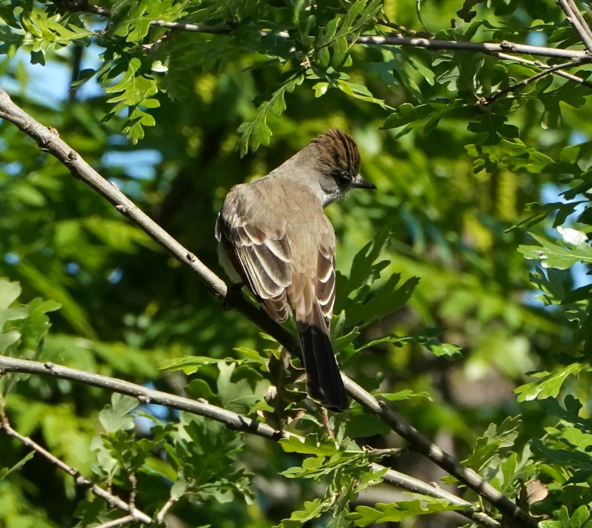 Ash-throated Flycatcher - Frank Severson