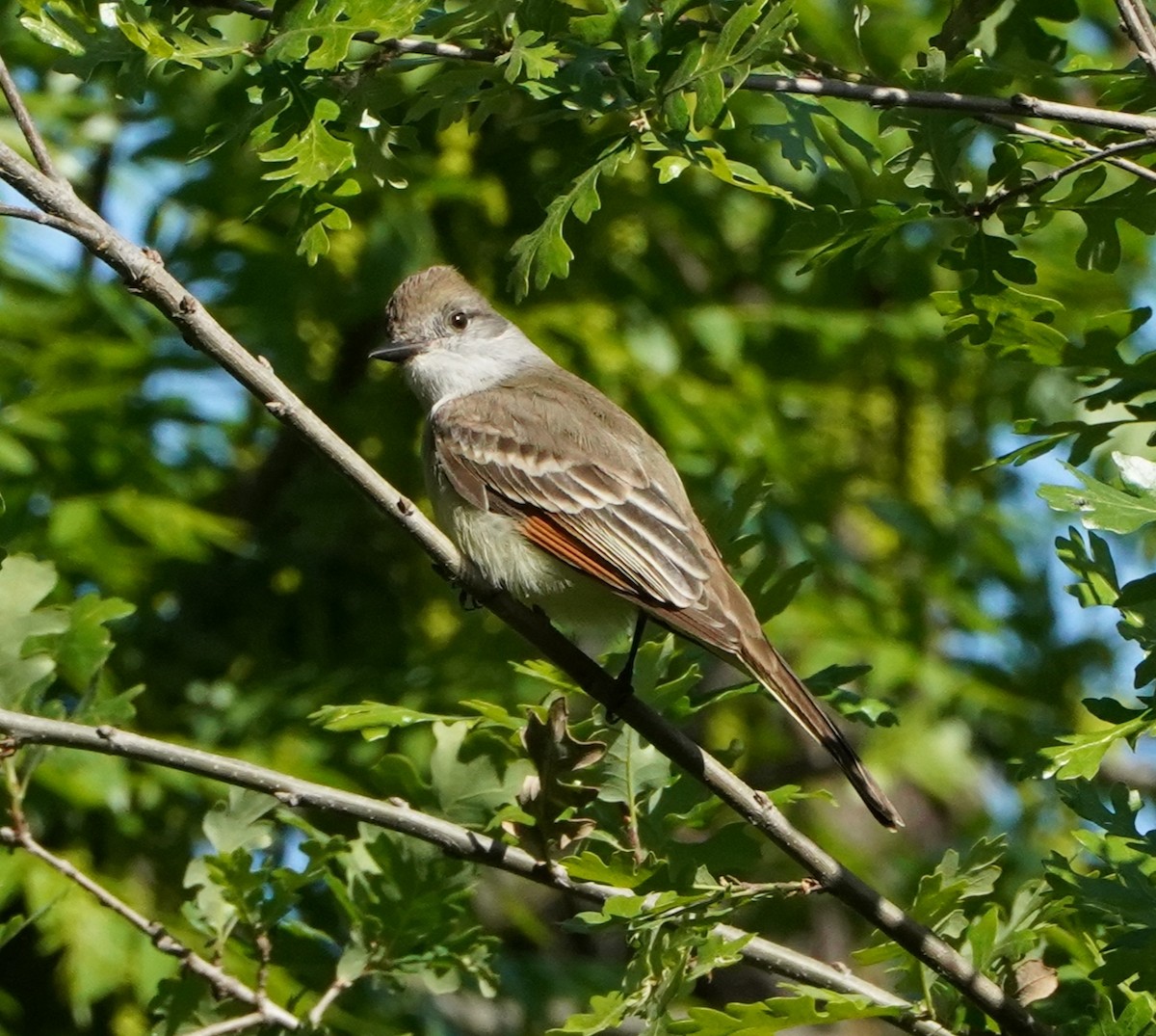 Ash-throated Flycatcher - ML436792731