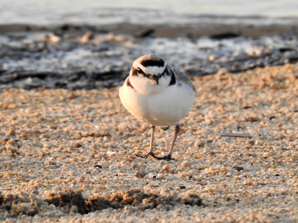 Snowy Plover - ML436792761