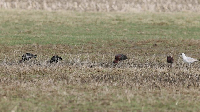 Glossy Ibis - ML436792951