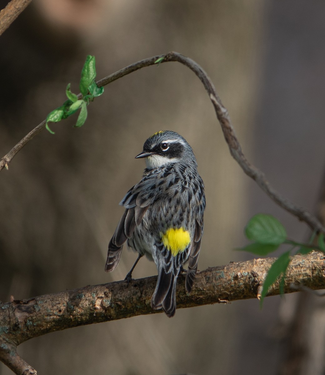 Yellow-rumped Warbler - Jerry Ling