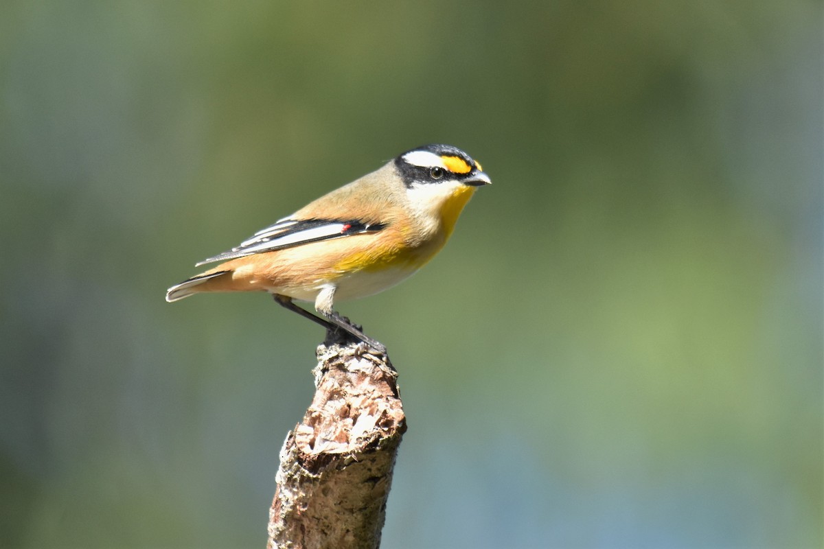 Pardalote Estriado - ML436793331