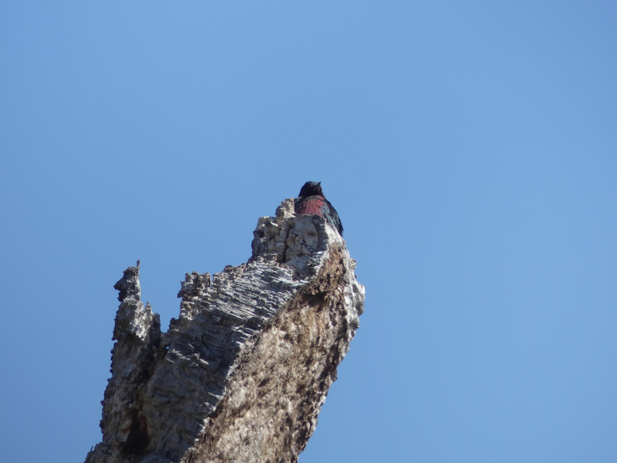 Lewis's Woodpecker - ML436797511