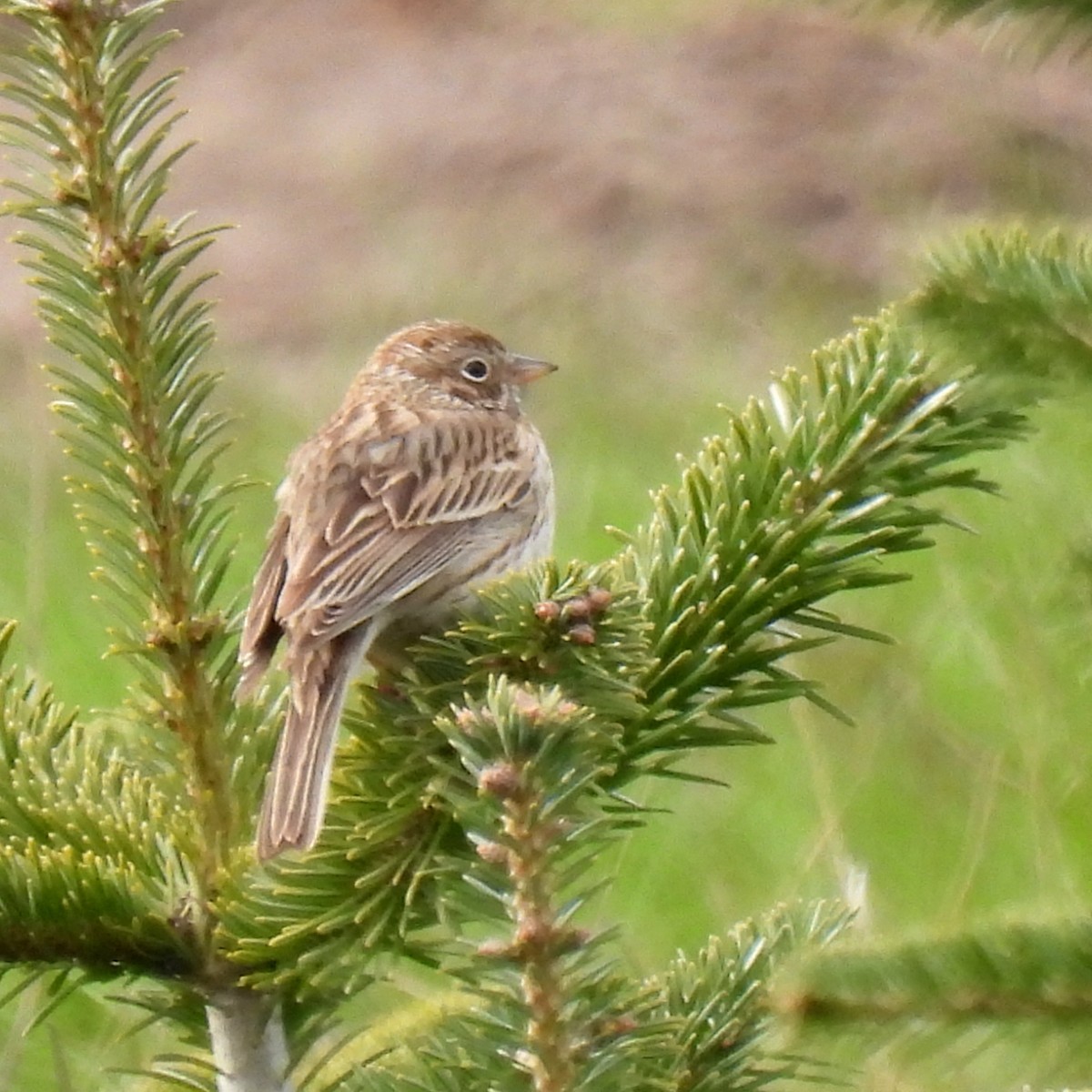 Vesper Sparrow - ML436797741